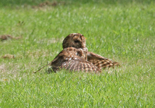 zookeeperproblems: ainawgsd: Owls Sunbathing “Bird Department, a visitor reported your bird is dead…” IT’S!!! SUNBATHING!!!!!!!! 