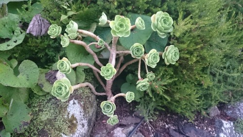 like-a-majestic-pug:I found this really cool plant