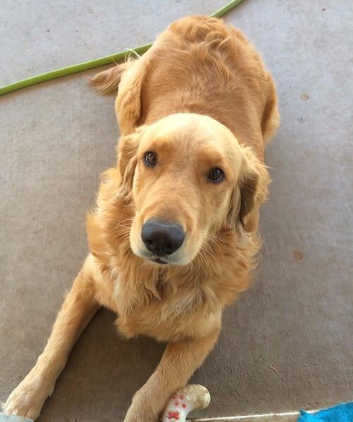 handsomedogs:  My sweet, pure-bred golden retriever Bailey. She had her 2nd birthday