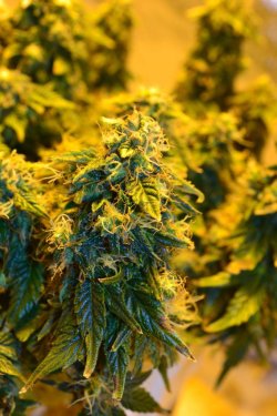 weedporndaily:  Week 7 Flower