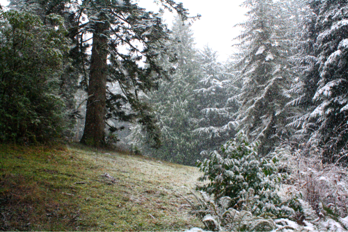 quiet-nymph:Pacific Northwest photography by Michelle N.W.☼Print Shop☼ ☼Blog☼☼ Please do not remove 