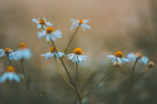  Ein Kamillenfeld irgendwo am Rande eines Dorfes.[A chamomile field somewhere at the edge of a villa