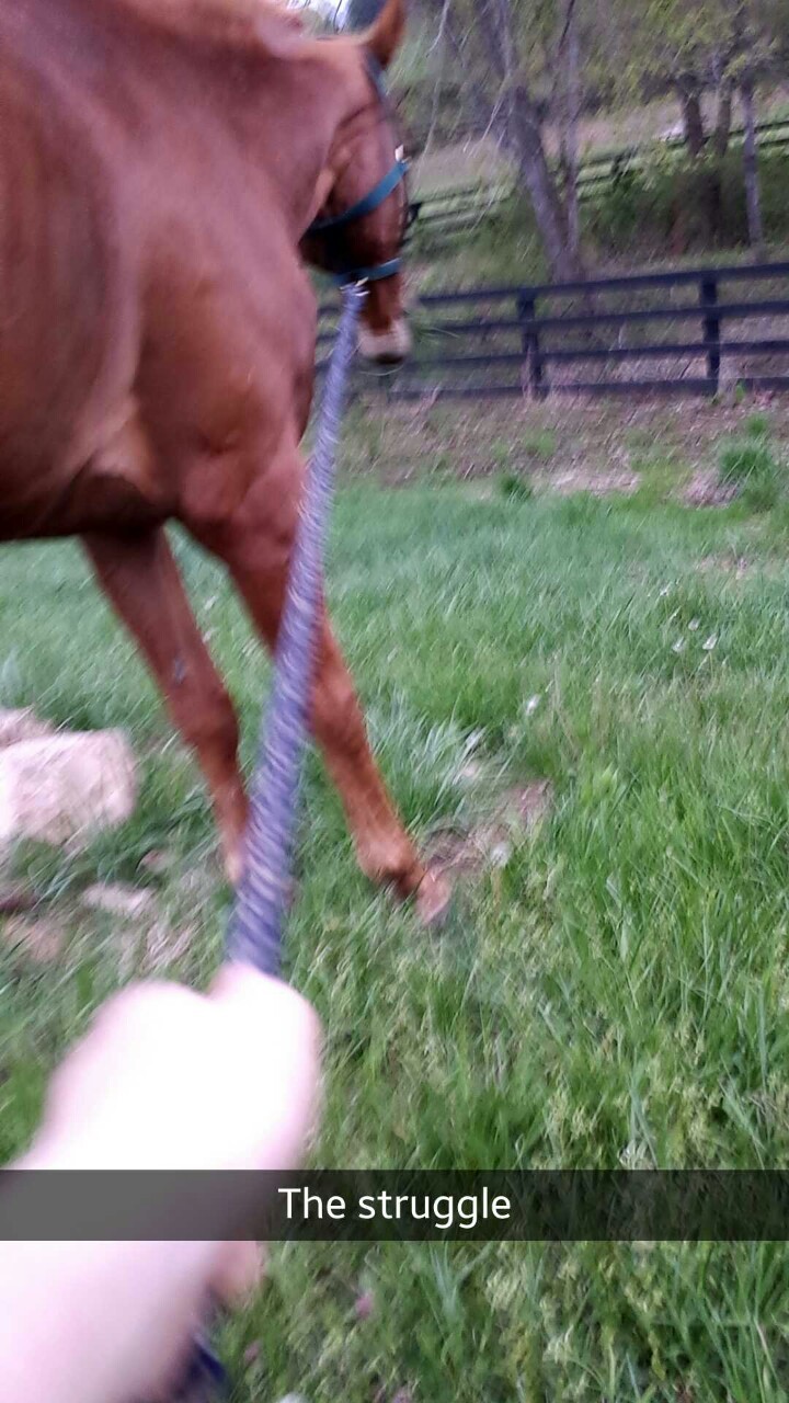 equinefeather:  Grazing struggles 