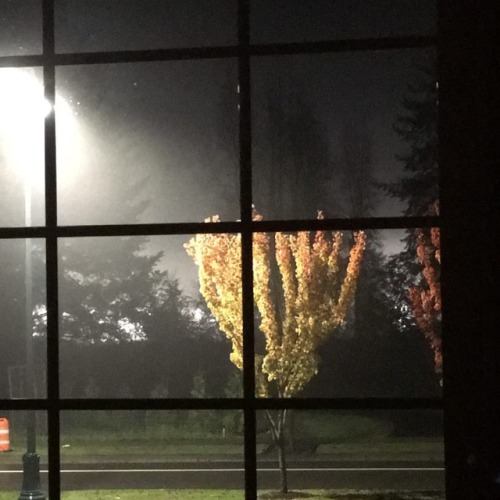 #fallcolor #goldsredsoranges #mystreetlight #theviewfrommywindow ❤️#nofilter