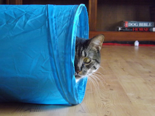 Tunnel playtime with Esther!