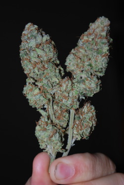 dank-fiend:  Herijuana Jack 33. Sticky, stanky,