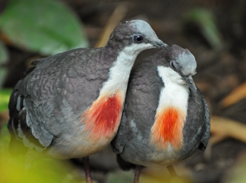 Luzon bleeding-heart doves in Kölner Zoo, Truus &amp; Zoo