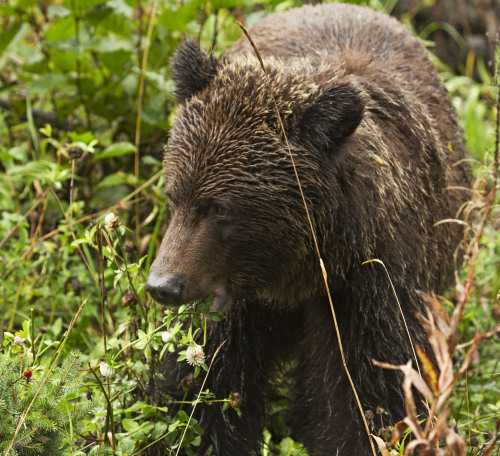 Two beautiful grizzlies munching on clover on the side of a forest service road.Haley Crozier