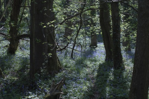 buron: Picnic in the Bluebells (xxxiv) ©sydburon - May ‘18