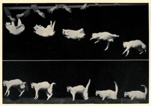 nemfrog:“Example of tension in a falling cat.” The renaissance of the Greek ideal. 1922.