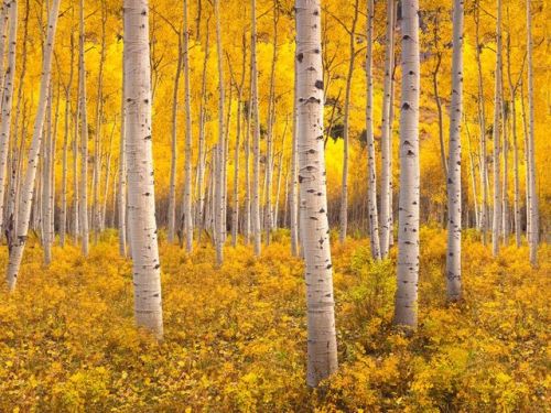 Sometimes a forest is really just one tree—as is the case with Pando in Utah’s Fishlake National For