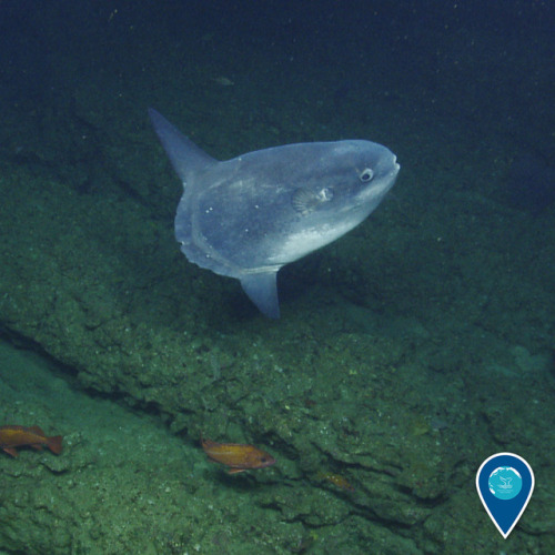 noaasanctuaries:The magnificent mola mola! The mola mola, or ocean sunfish, is the largest bony