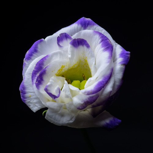 Porn artsinmyheart:  Flower study photos