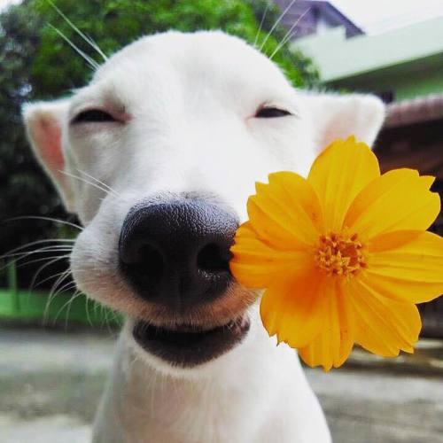 nintendette:  thegardenofeedan:  creationandcosmos:  my heart  Pls this is the best dog photo set I’ve ever seen  🌻🌼🌻🌼 