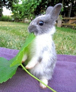 aviolafyre:  How are bunnies so perfect 