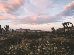 leahberman:  scorpo desireJoshua Tree National