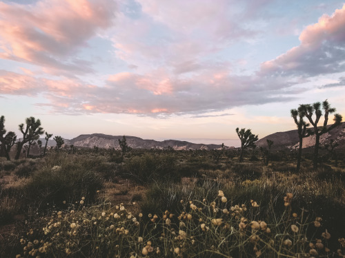 leahberman:scorpo desireJoshua Tree National Park, Californiainstagram