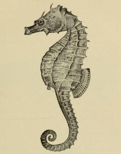 nemfrog:  Seahorse. Elements of comparative zoology. 1904. 