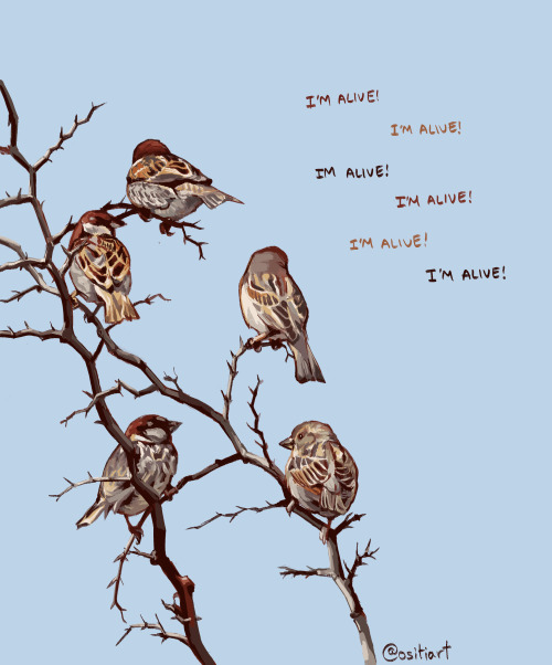 sparrow chat