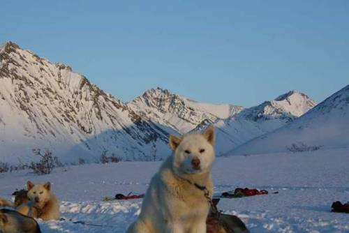 Joe Henderson | Alaskan Arctic Expeditions UPDATE FROM THE ARCTIC: Traveling in the arctic foothills