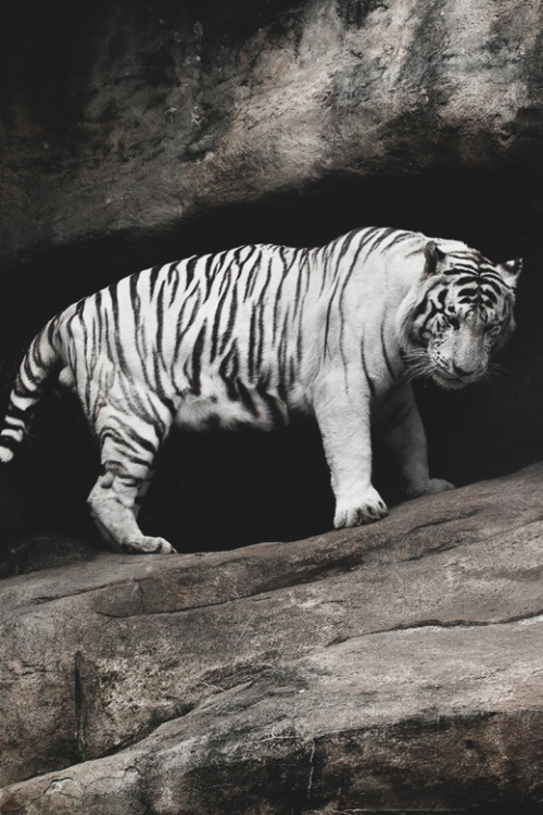 reals:  Snow Tiger | Photographer 