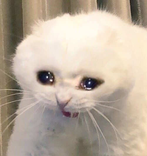 When None Of Your Friends Watch TBBT, So You’re Left Screaming Into The Void About How Much You Love