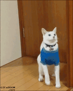 daily-funnyanimals:  Startled by his own