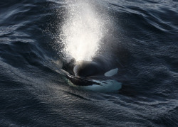 scottish-orca:  Surface shots9th October