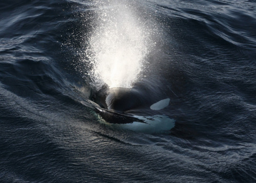 scottish-orca:Sighted 9th October 2008Beautiful surface shots taken fifty miles east of Shetland,&nb