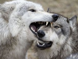 wolveswolves:  Wolves open their mouths and gently close their jaws on the jaws of another pack member, known as a rough kiss Picture source