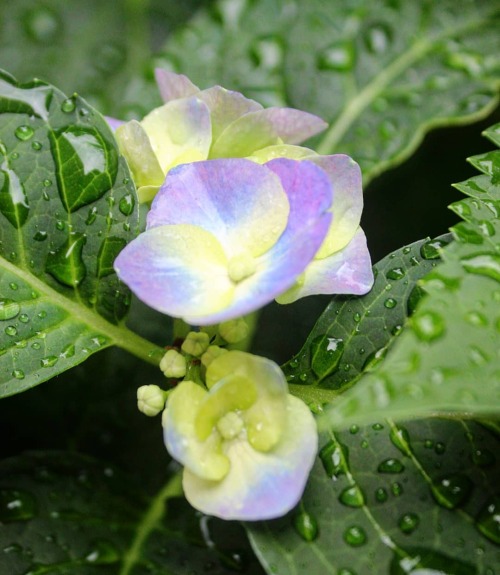 Morning Bliss  #hydrangea  .  .  .  #boston#flower#flowers#art#life#grow#green#rain#raindrops#raindr