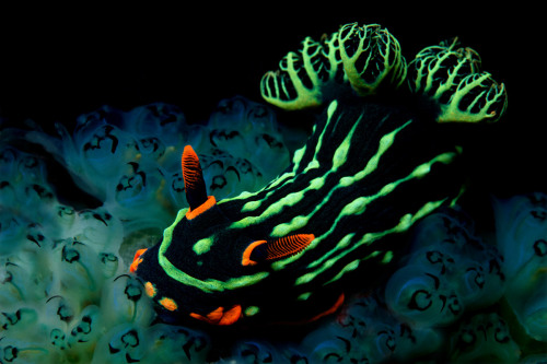 sanctusapparatus:I love sea slugs