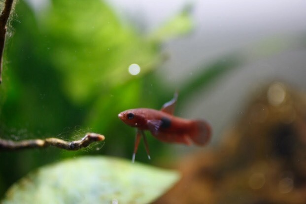 blackwaterbubbles:
“ Cute lil small fishy
Vín, Betta brownorum
”