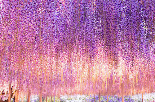 Porn photo asylum-art:  This 144-Year-Old Wisteria In