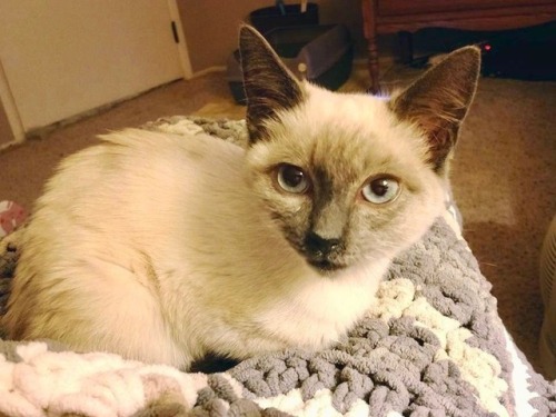 mostlycatsmostly:Help Hadley Breathe!Southern California Siamese Rescue rescued Hadley from a high k