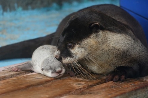 mysterysciencegirlfriend3000:maggielovesotters:Otter mum thinks it’s a good time to take her pup out