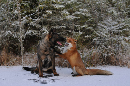 armpitfebreeze:phototoartguy:The adorable and unlikely friendship between a fox and a dog that’s bei