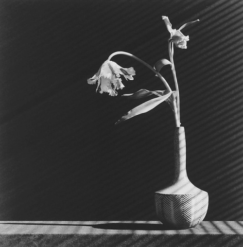 agelessphotography - Parrot Tulip, Robert Mapplethorpe, 1987