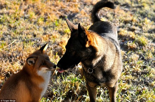 archiemcphee:  Today the Department of Unexpected Interspecies Friendship shows us a real life example of The Fox and the Hound currently taking place in a forest in Norway. Sniffer the wild fox and Tinni the domestic dog first met by chance while Tinni