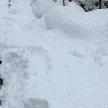 nomellamesfriki:  Las Navidades del Shiba Inu :3