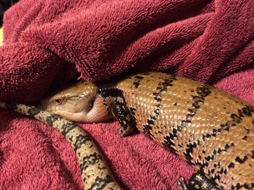 deckerkingmatty:ophidianskiss My Meruake.NOTE THE BELLY PIC IS WHEN HE WAS FIRST RESCUED HE IS NOT T