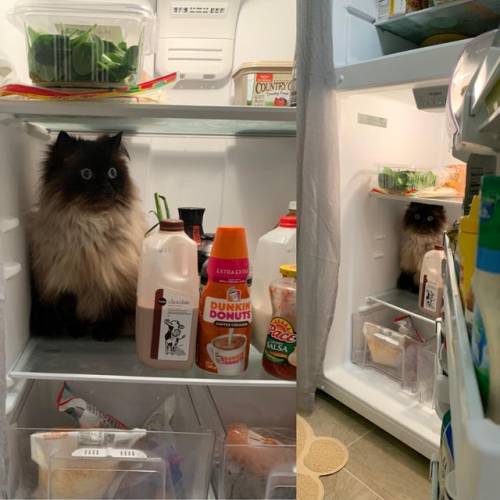 justcatposts:Sometimes Noodle prefers to have his existential crisis in the fridge (Source)