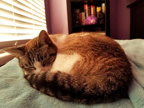 gierkett:My sweet kitty Oreo☄