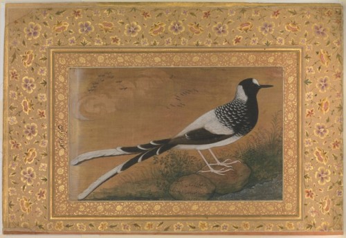 &ldquo;Spotted Forktail&rdquo;, Folio from the Shah Jahan Album by Abu'l Hasan, Islamic ArtM