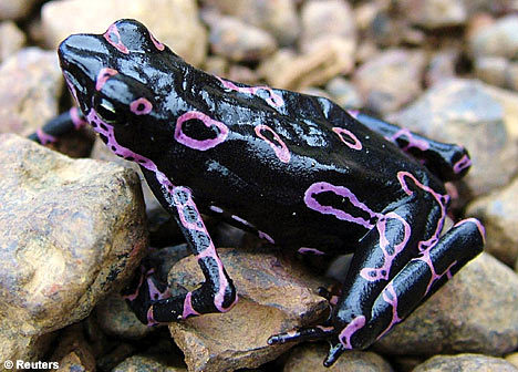animaltoday:  Tree Frog -  Since there are so many vaerious types of species within this category, I will just show a few favorite of mine.  1. Amazon Milk Frog- Larger and slower moving than its cousins.  It is very loud and secretes white poison
