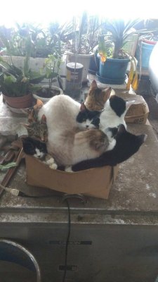 catsuggest:  bibidebabideboo:“お婆ちゃん家のネッコ、ぎゅうぎゅう過ぎてクッソ笑ってる”(Keisuke Shibata(@shiba__kun)さん | Twitterから)   somebody pls get them a larger box immediotely 