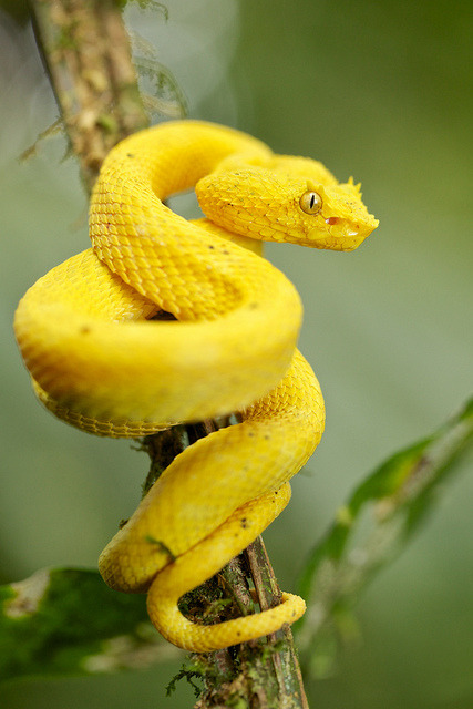 creatures-alive:Yellow eyelash pit viper (Bothriechis schlegelii) by pbertner on Flickr.