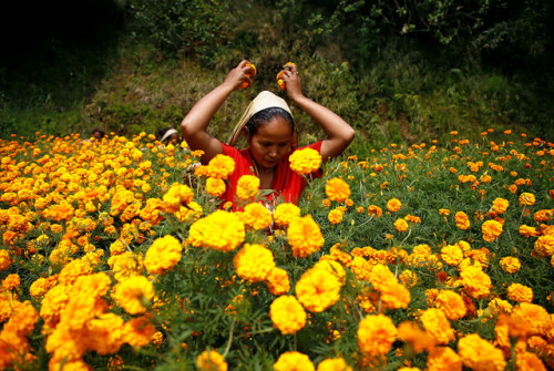 fotojournalismus - Women pick marigold flowers used to make...