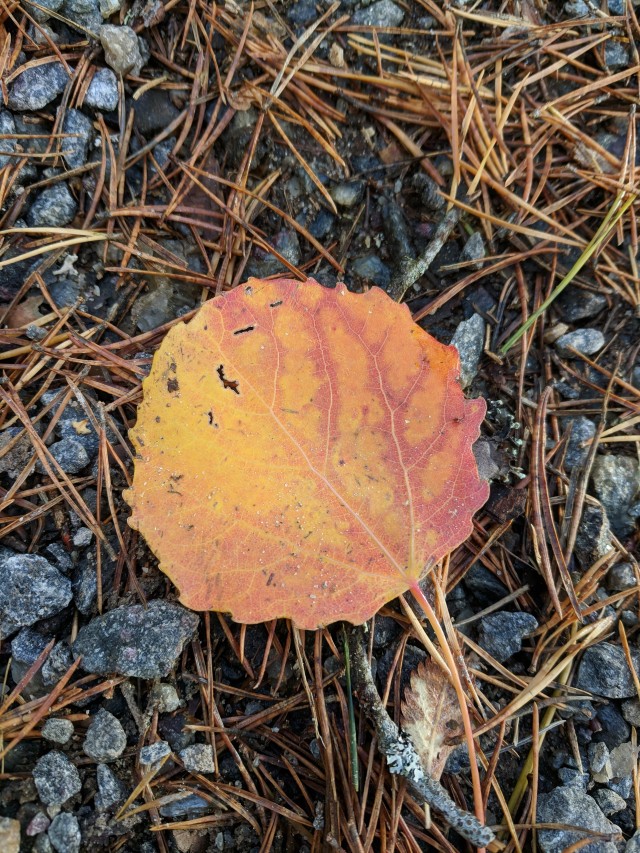 Leaf that has changed its color due autumn.