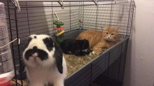 awwww-cute:  Girlfriend opened the Rabbits porn pictures